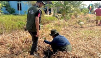 Mahasiswa KKN Universitas Pertiba Tanam 150 Bibit Mangga di Kelurahan Ketapang